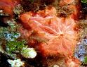 Eponge Crambe crambe